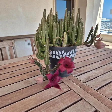 Casamica Torre Canne